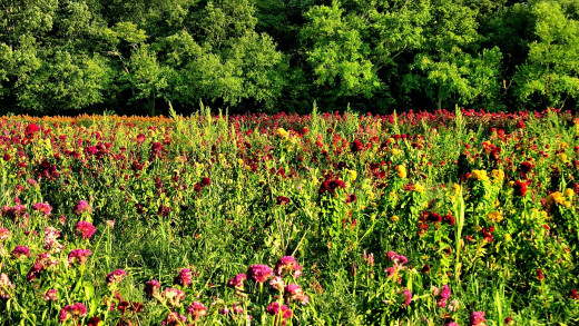 1693133 (a): :1920x1080